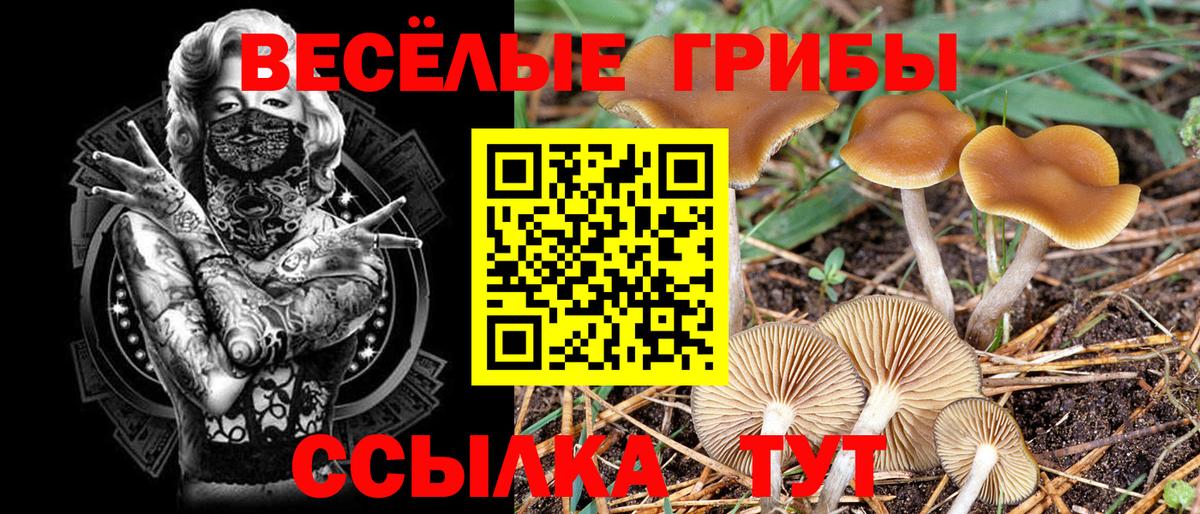 Псилоцибиновые грибы MAGIC MUSHROOMS  Псилоцибиновые грибы GOLDEN TEACHER  Богданович  Вход с VPN 